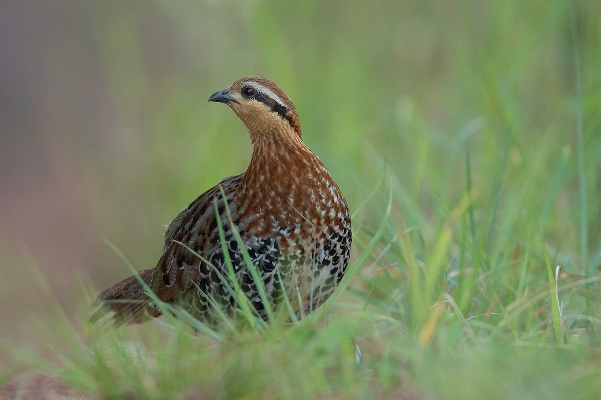 Mountain Bamboo-Partridge - Ayuwat Jearwattanakanok