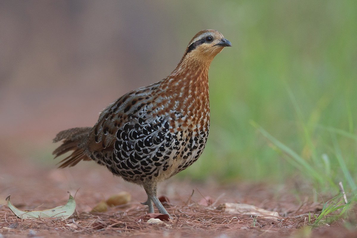 Mountain Bamboo-Partridge - ML338411981