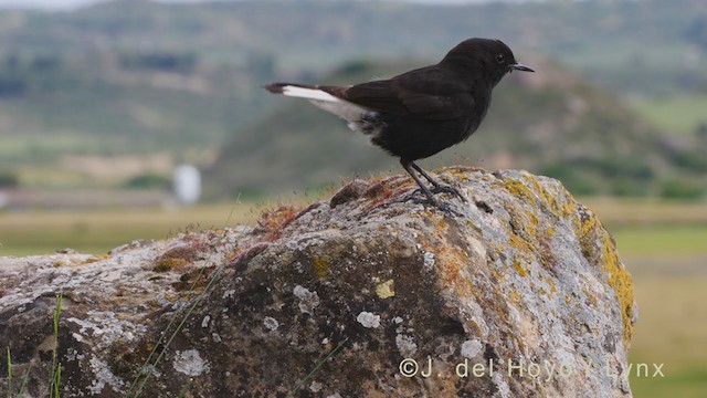 Black Wheatear - ML338412321