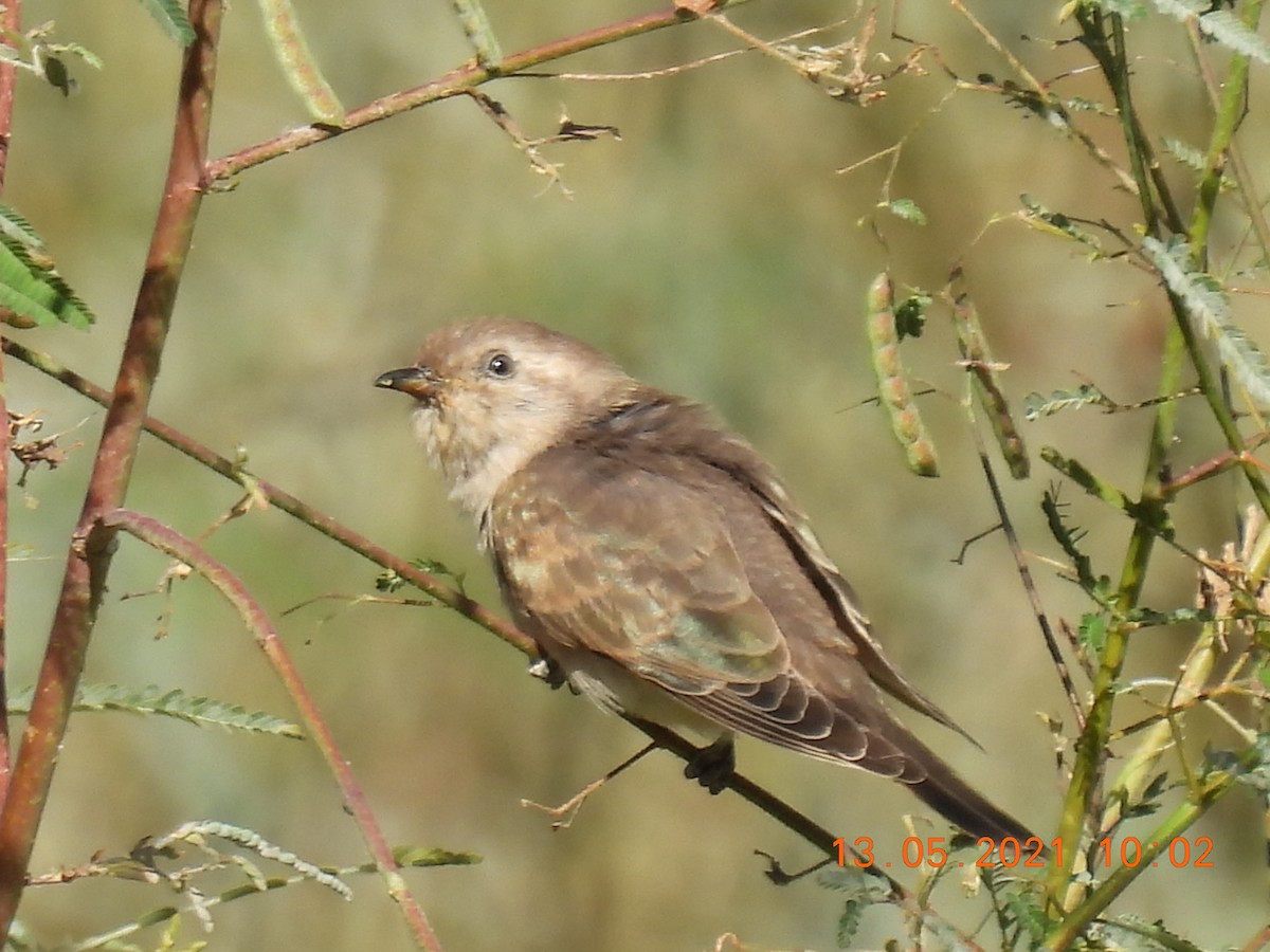 Horsfield's Bronze-Cuckoo - ML338413721