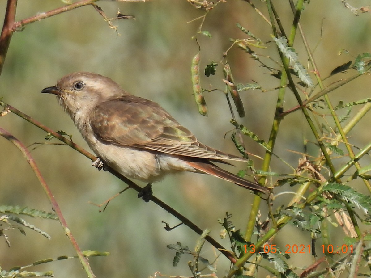 Horsfield's Bronze-Cuckoo - ML338413731