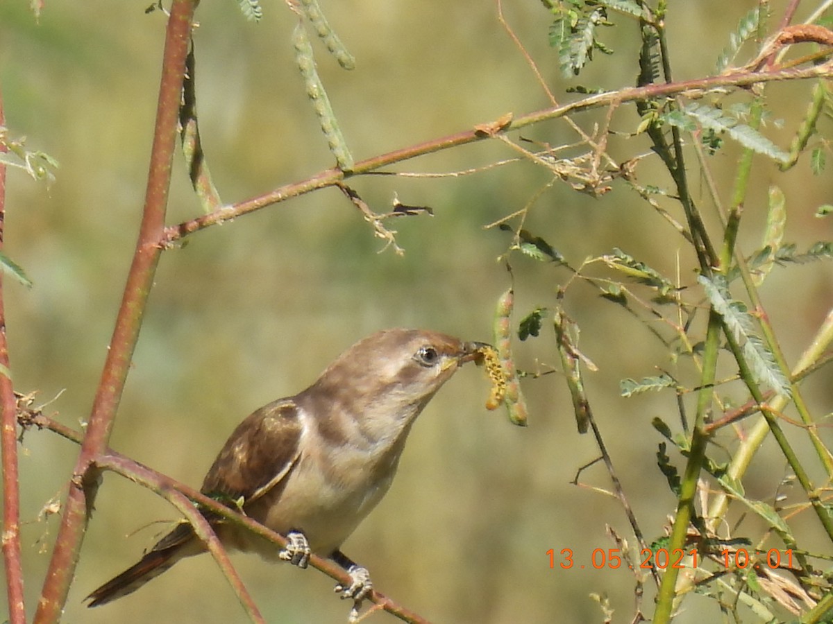 Horsfield's Bronze-Cuckoo - ML338413741