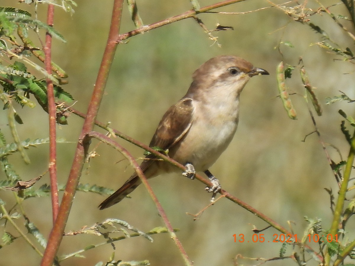 Horsfield's Bronze-Cuckoo - ML338413751