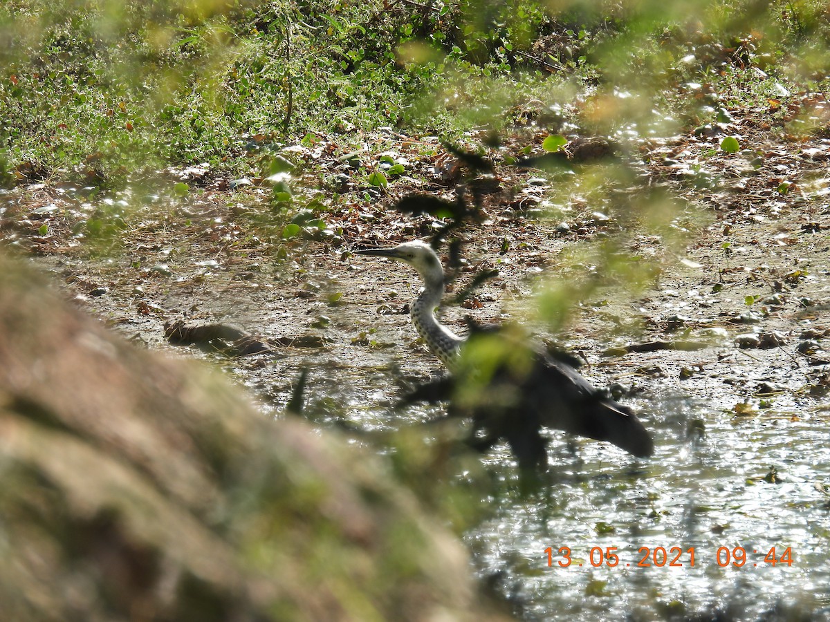 Pacific Heron - ML338413781