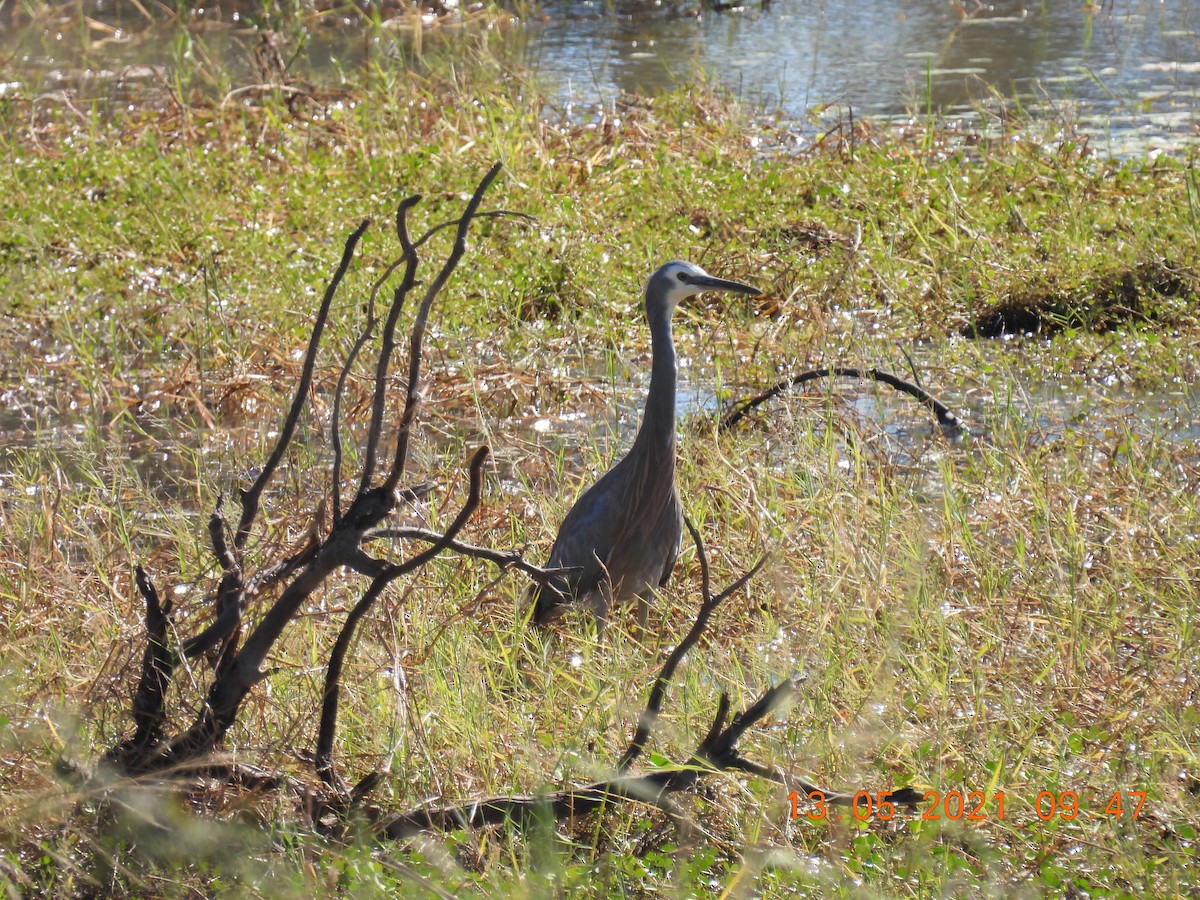 White-faced Heron - ML338413791