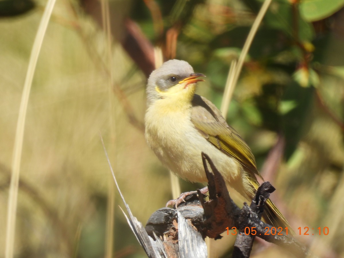 Gray-headed Honeyeater - ML338413821