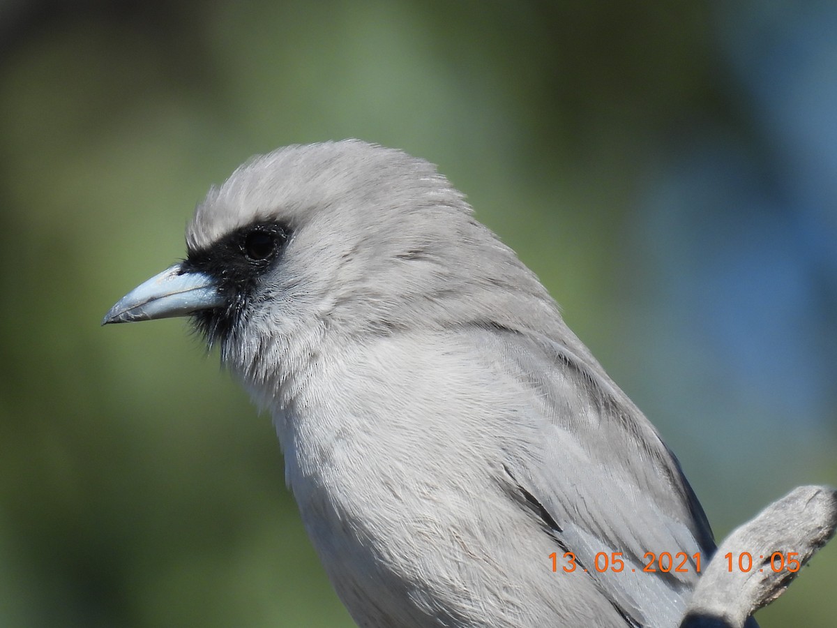 Black-faced Woodswallow - ML338413831