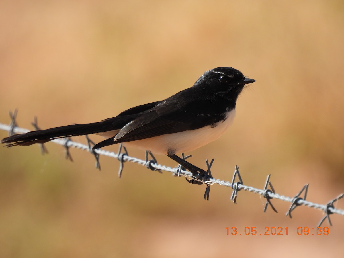 Willie-wagtail - ML338413861