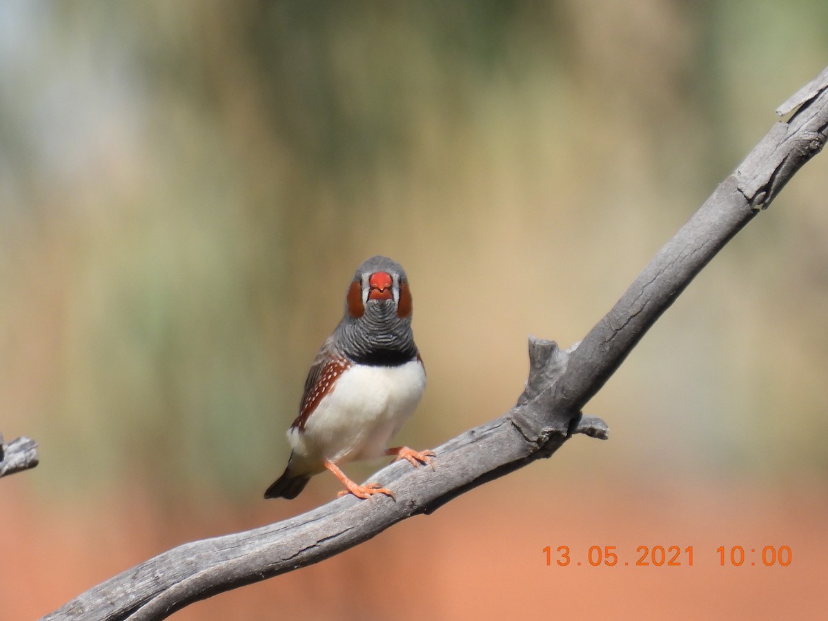 Zebra Finch - ML338413881