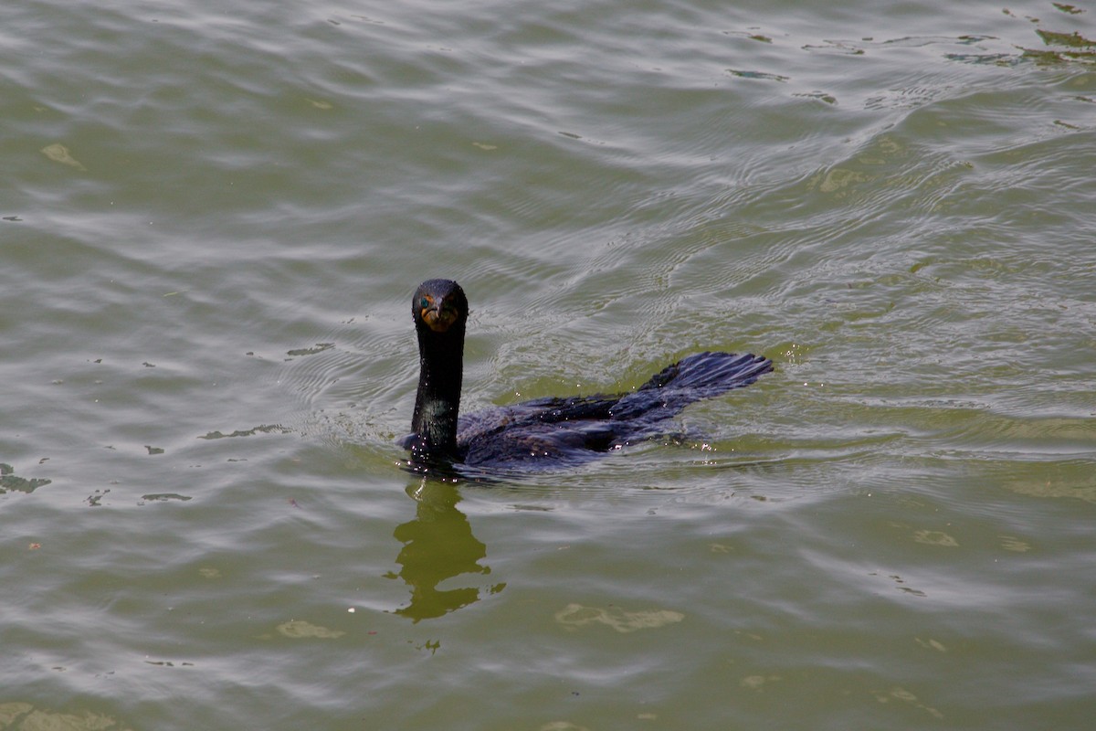 Double-crested Cormorant - ML338416631