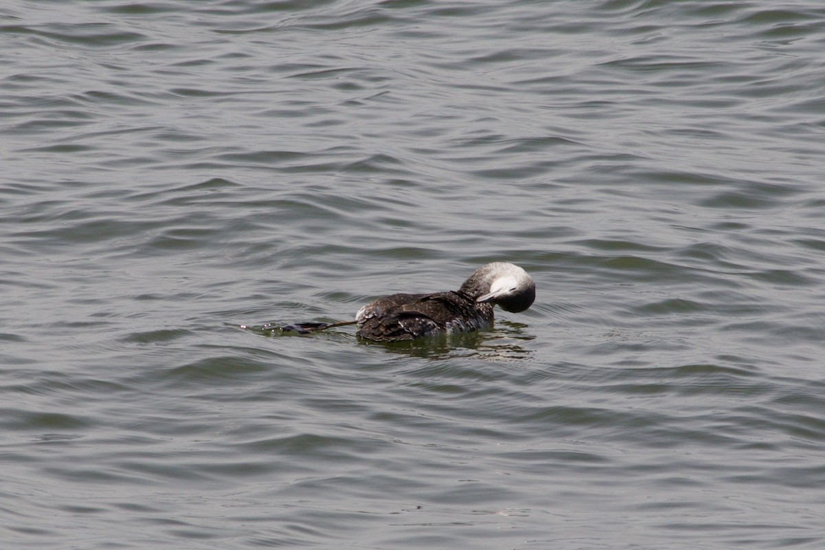 Red-throated Loon - ML338416661