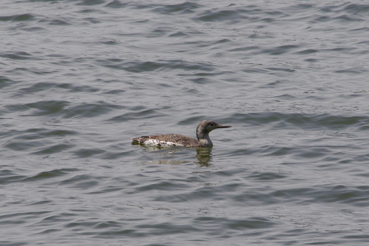 Red-throated Loon - ML338416681