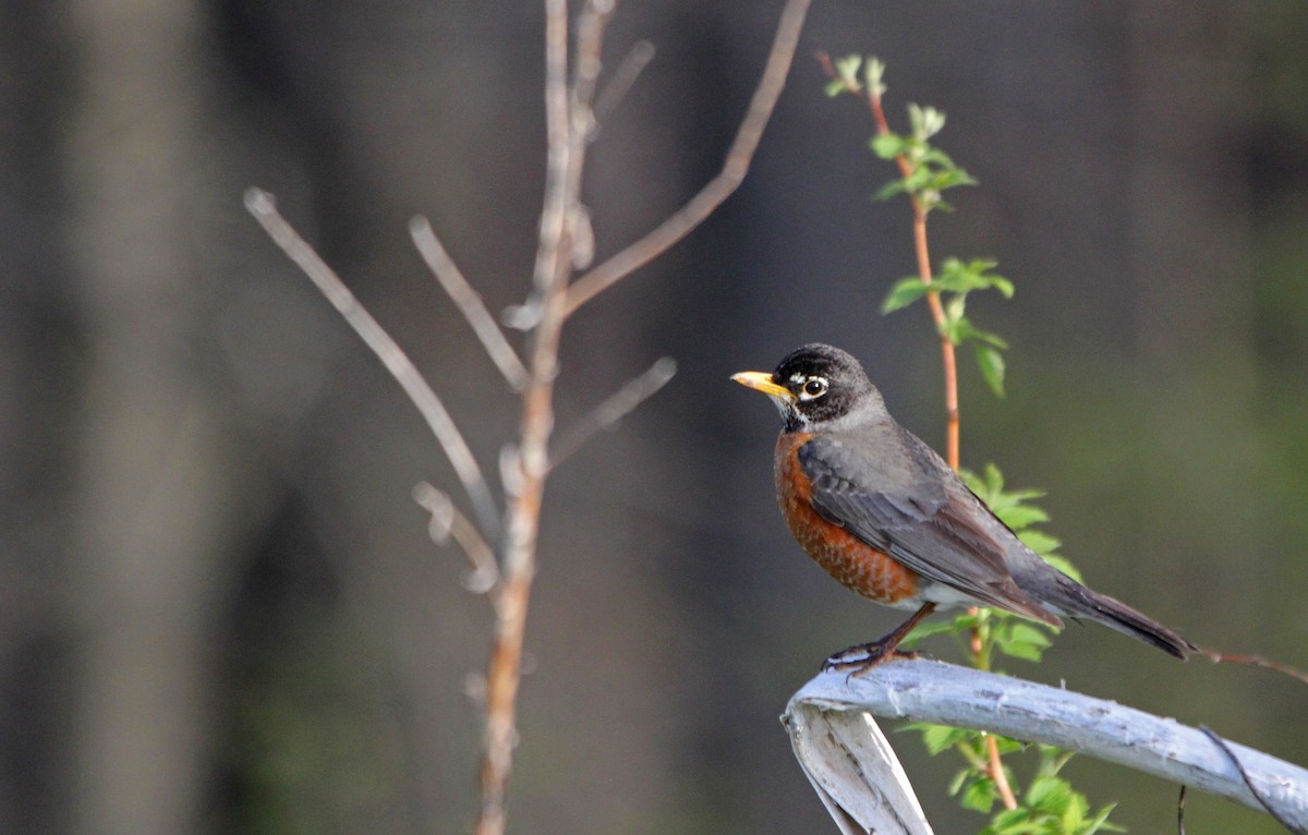 American Robin - ML338416851