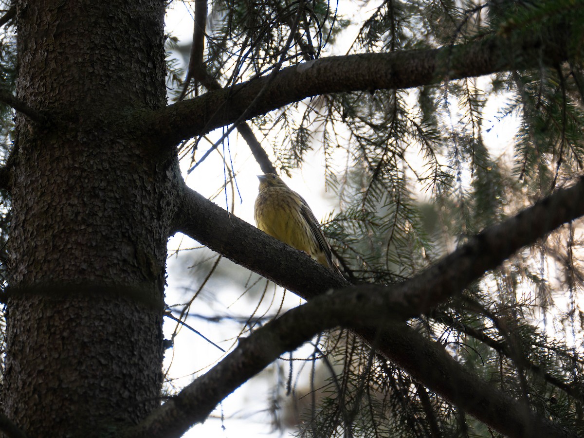 Yellowhammer - ML338416981