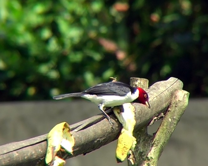 Red-capped Cardinal (Red-capped) - ML338417521