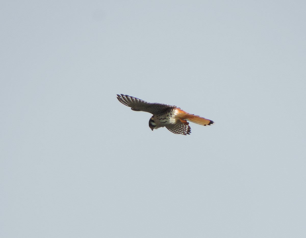 American Kestrel - ML33841791