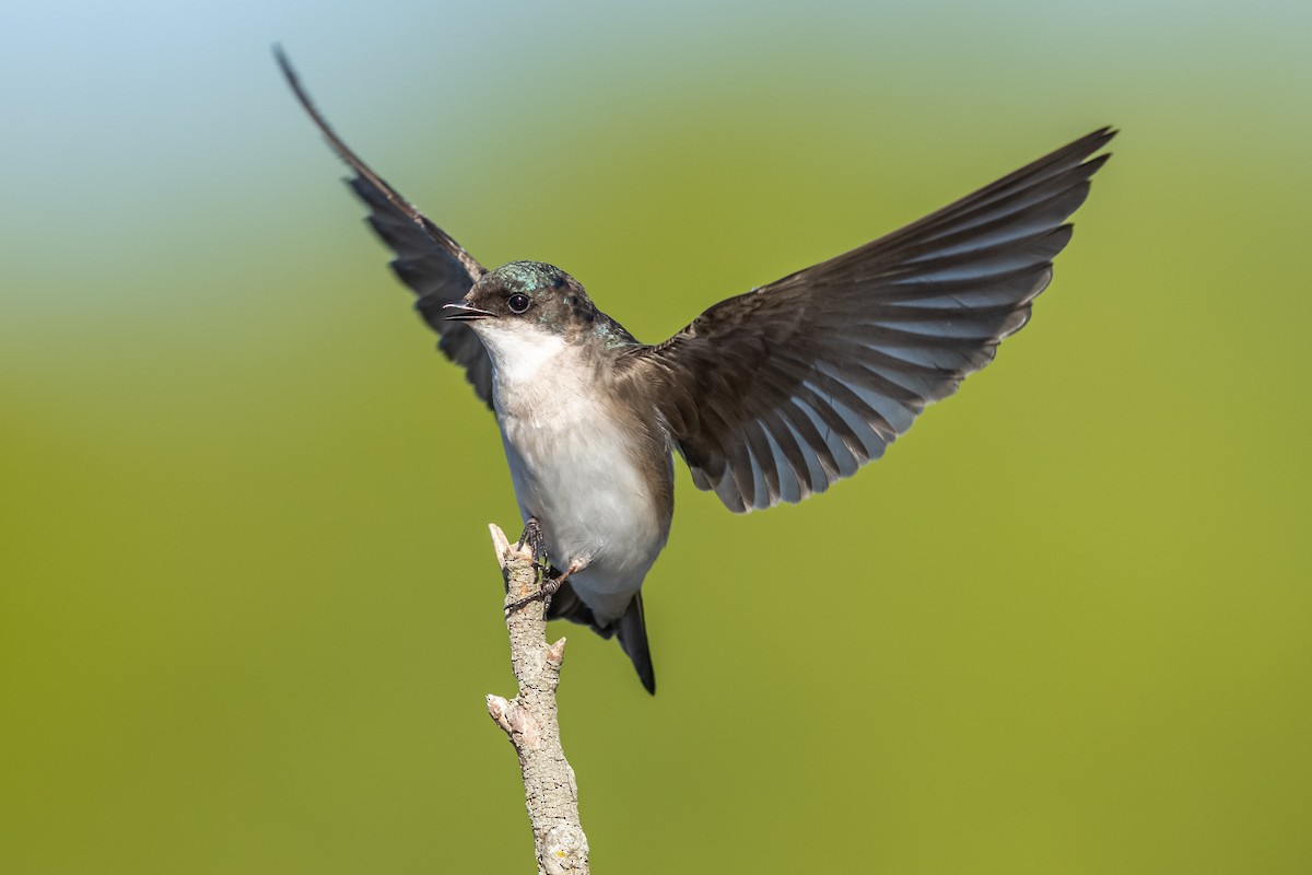 Tree Swallow - ML338418491