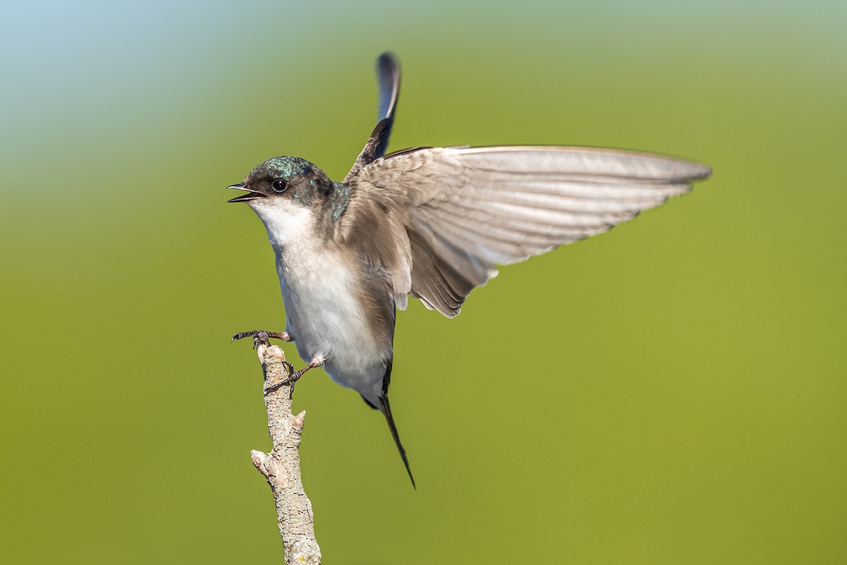 Tree Swallow - ML338418541