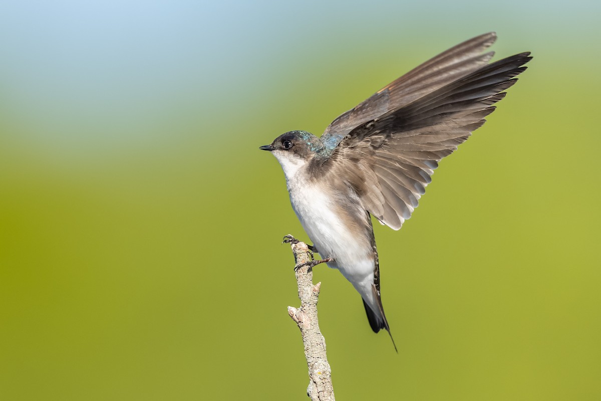 Golondrina Bicolor - ML338418551