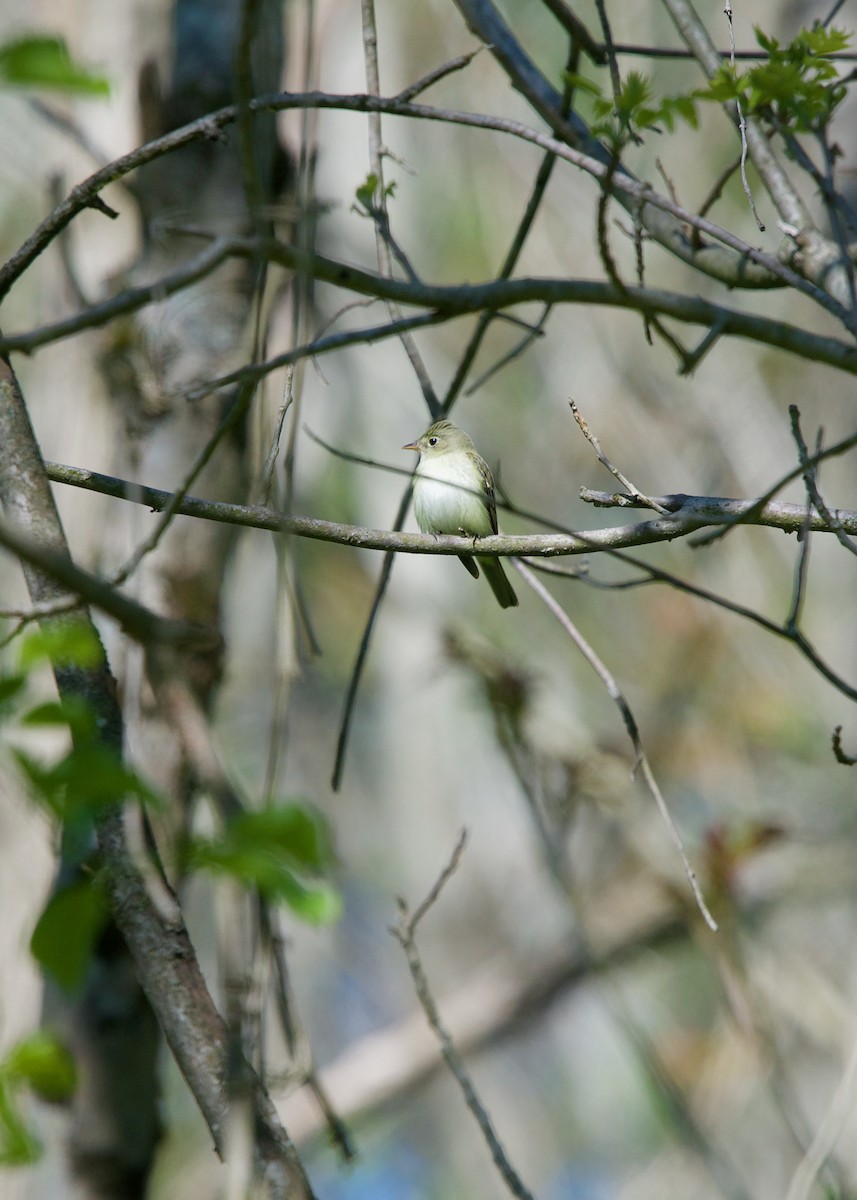 Acadian Flycatcher - ML338418761