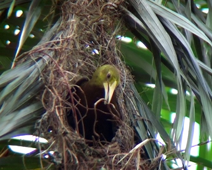 Russet-backed Oropendola (Russet-backed) - Josep del Hoyo