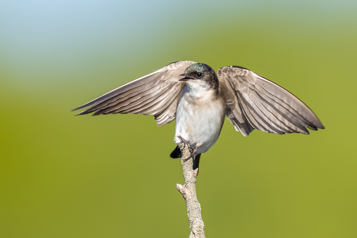 Golondrina Bicolor - ML338418881