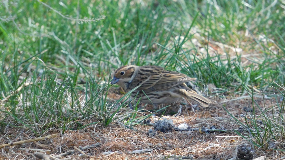 Little Bunting - Garid Nyambayar