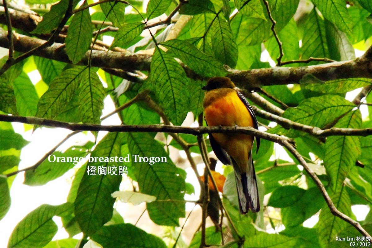 Orange-breasted Trogon - ML338422941