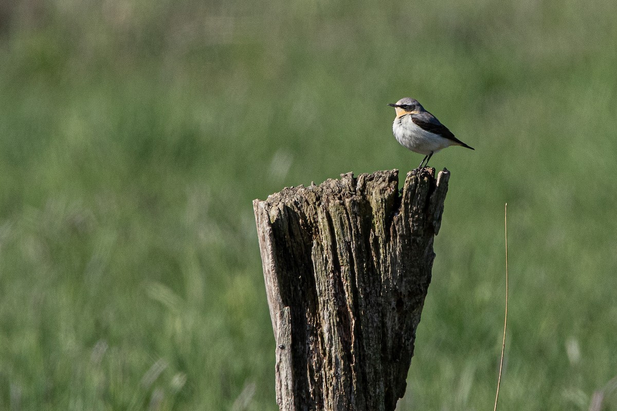 Northern Wheatear - ML338423241