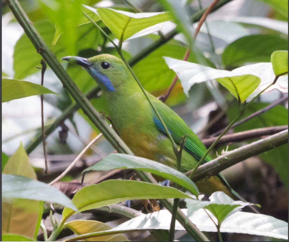 Orange-bellied Leafbird - ML338424121