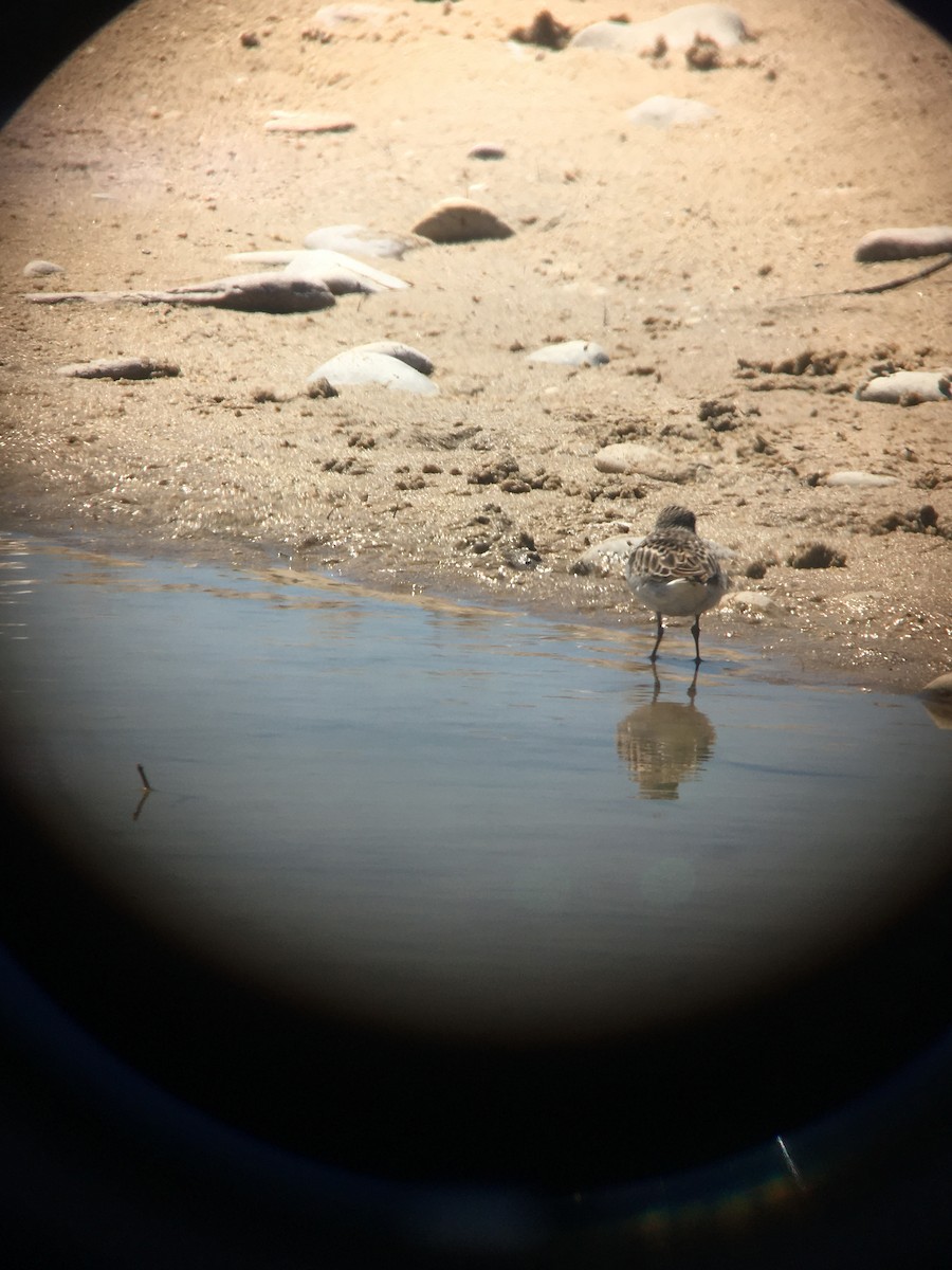 Semipalmated Sandpiper - ML338424291