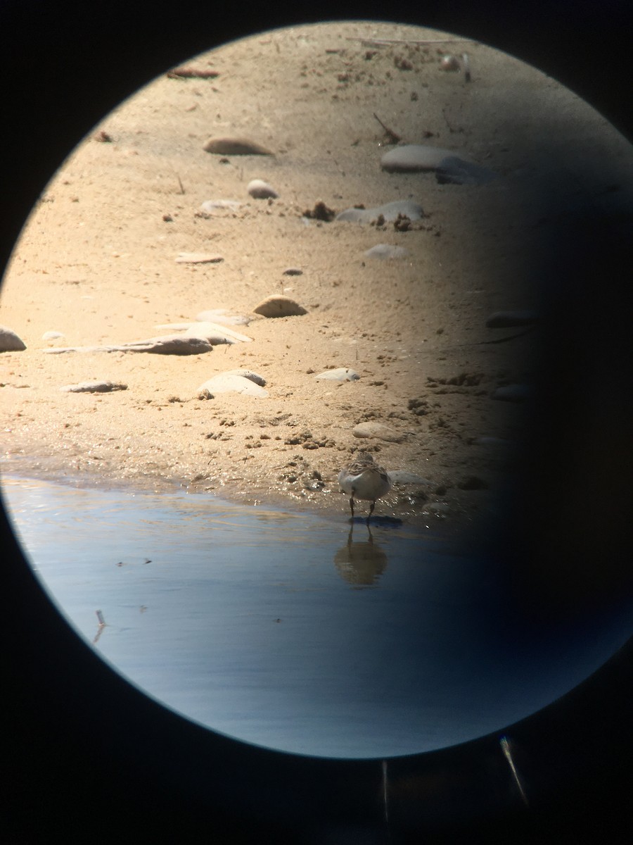 Semipalmated Sandpiper - ML338424301