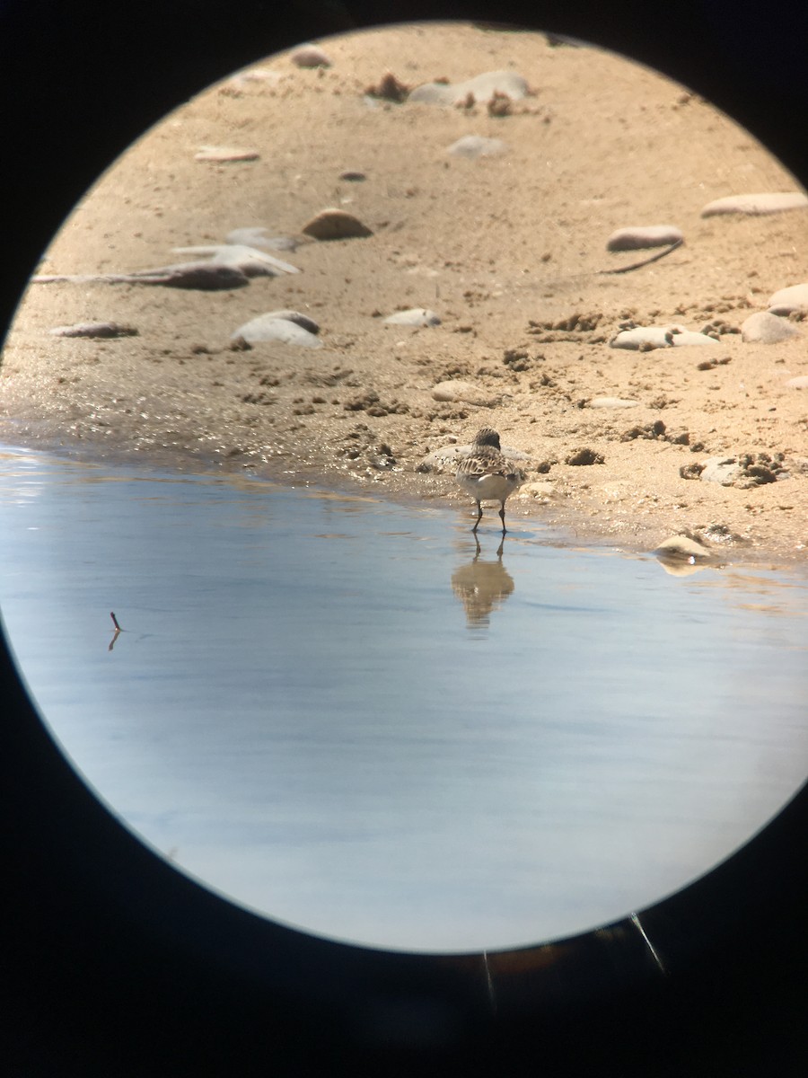 Semipalmated Sandpiper - ML338424311