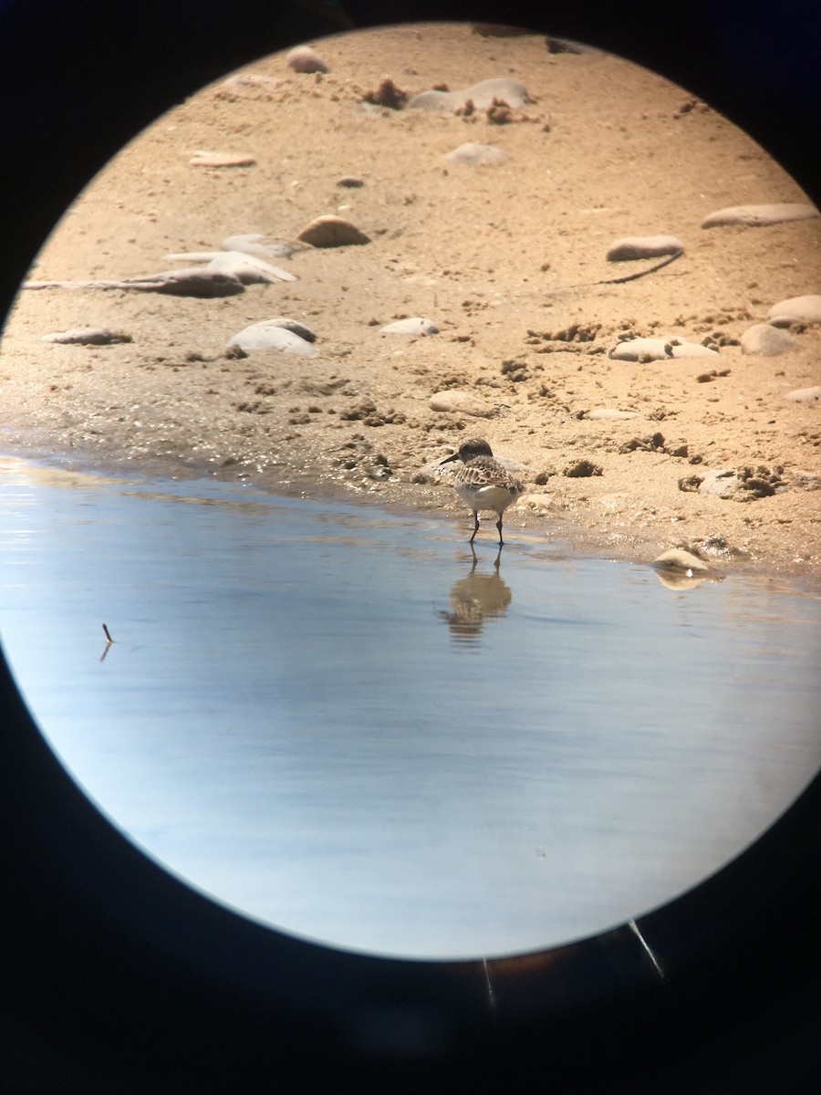 Semipalmated Sandpiper - ML338424321