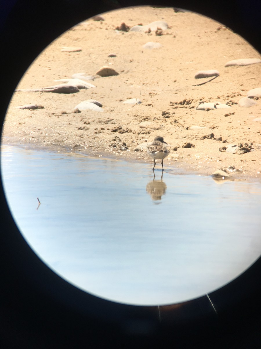 Semipalmated Sandpiper - ML338424331