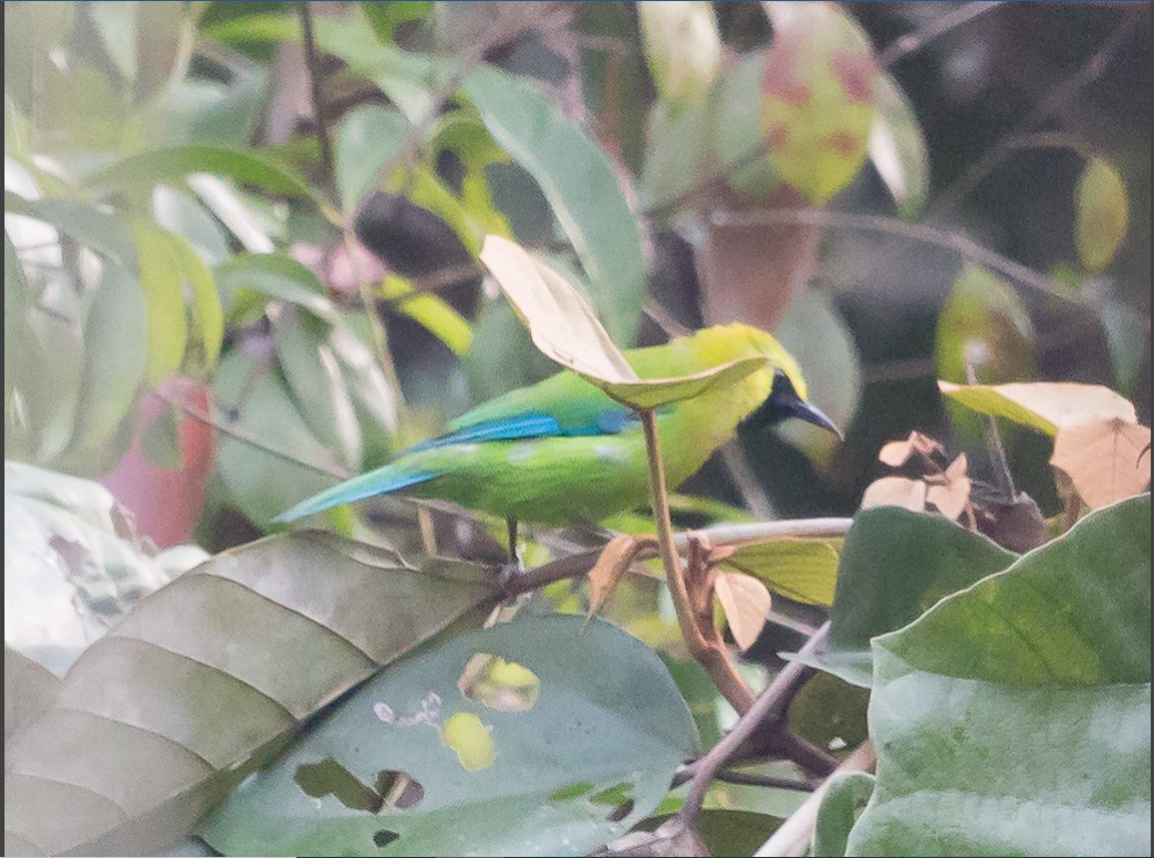 Blue-winged Leafbird - ML338424381