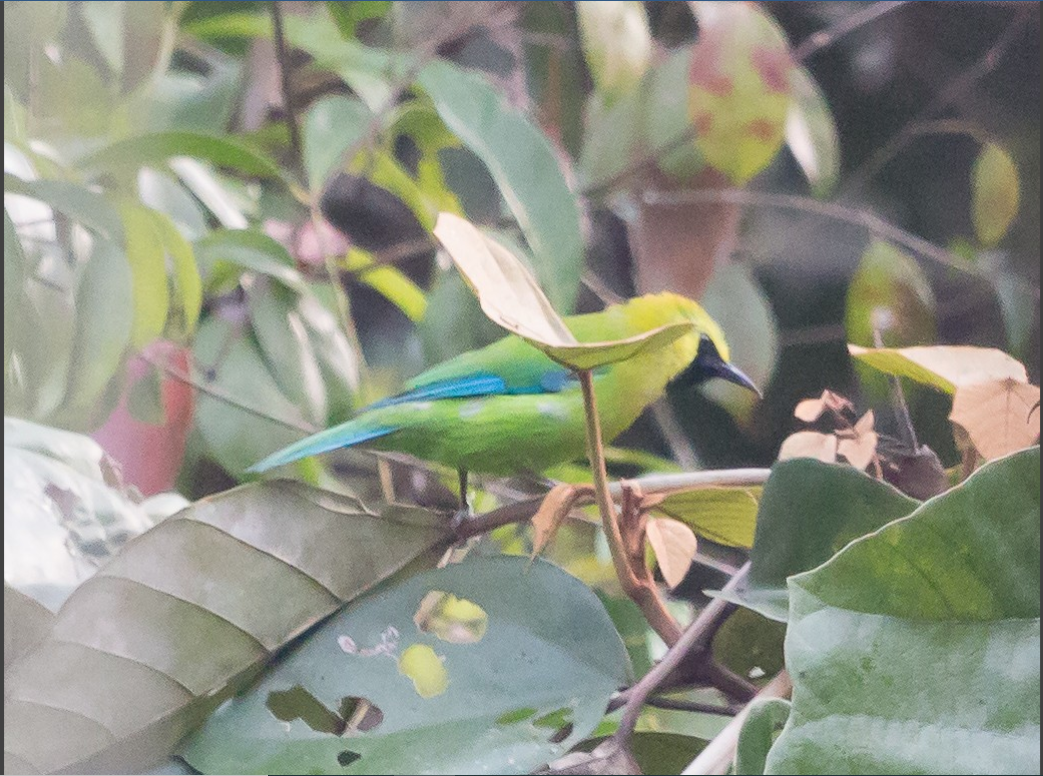 Verdin à ailes bleues - ML338424381