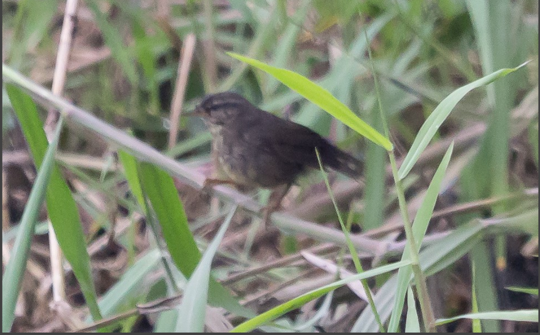 Mosquitero Ahumado - ML338424651