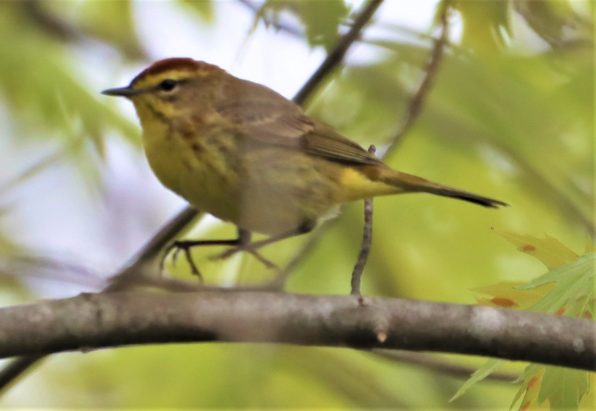 Palm Warbler - ML338424811