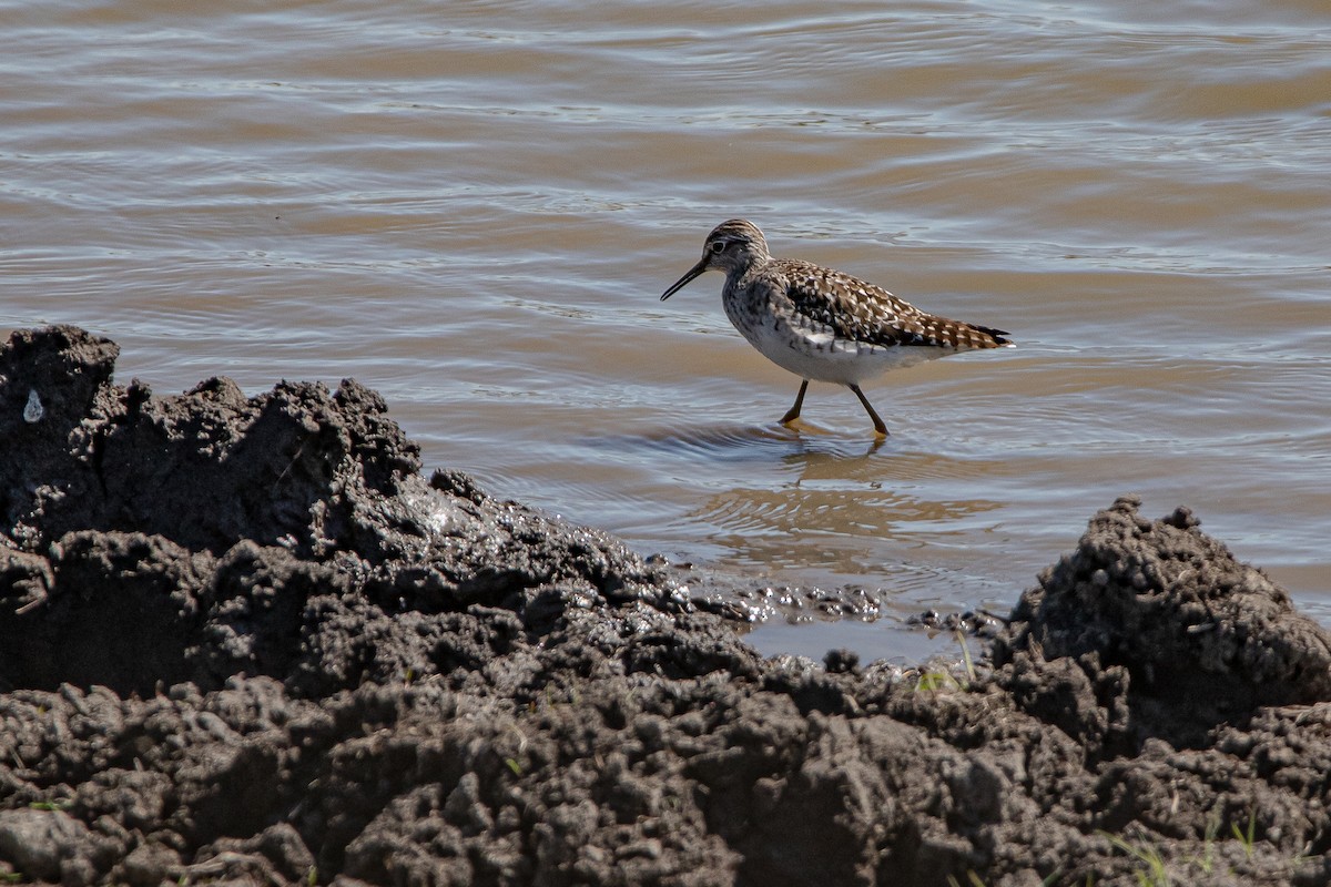 Wood Sandpiper - ML338425341