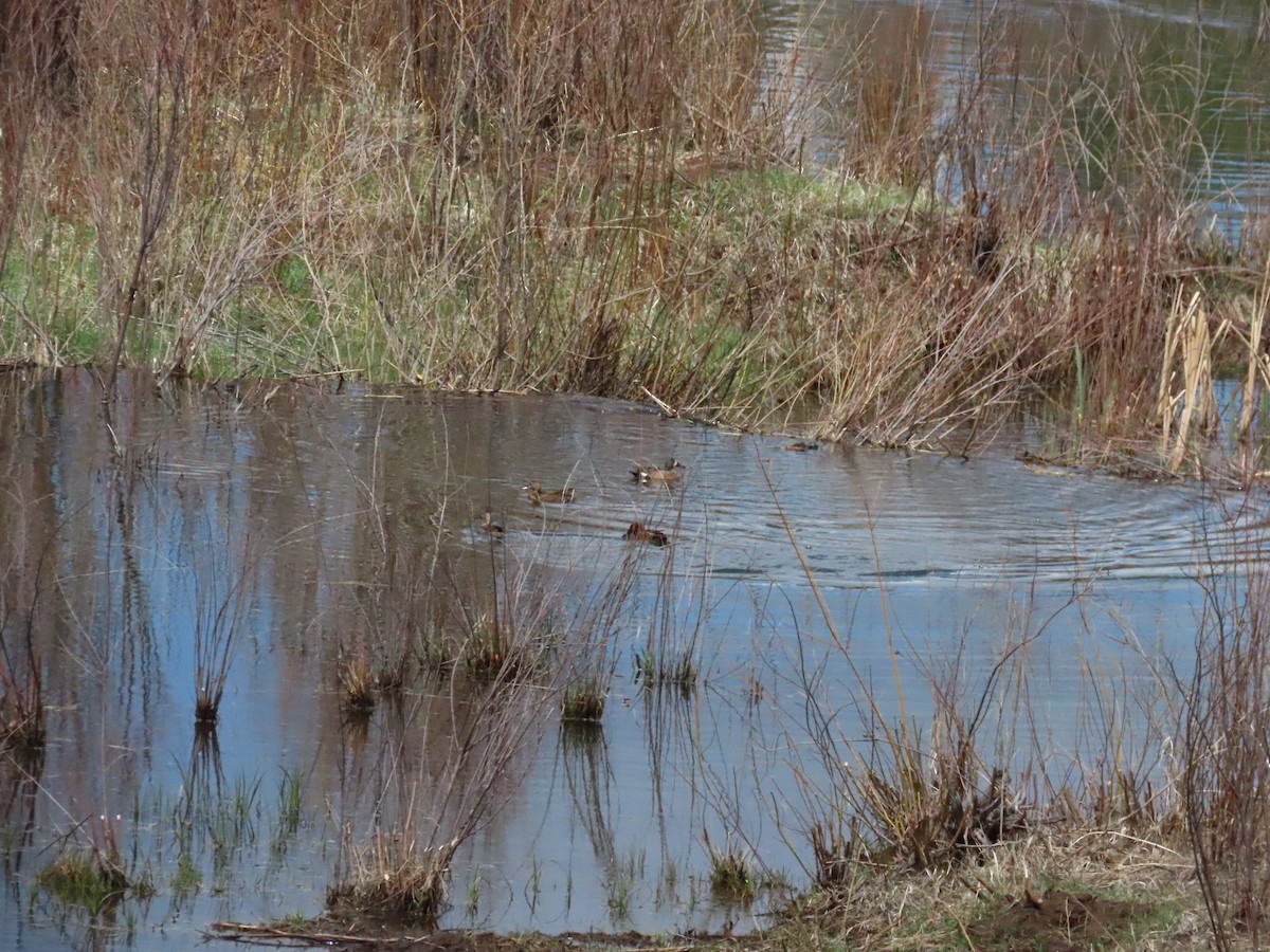 Cinnamon Teal - ML338427051