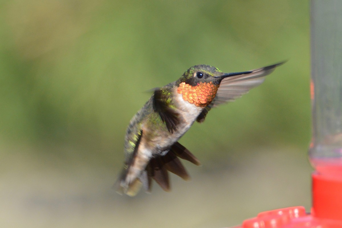 Colibrí Gorjirrubí - ML33842731