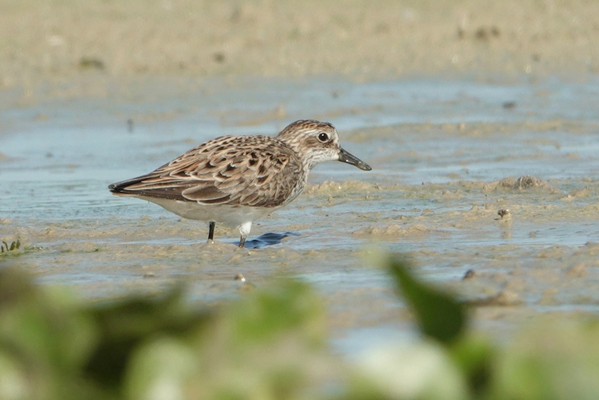 Semipalmated Sandpiper - ML338428181