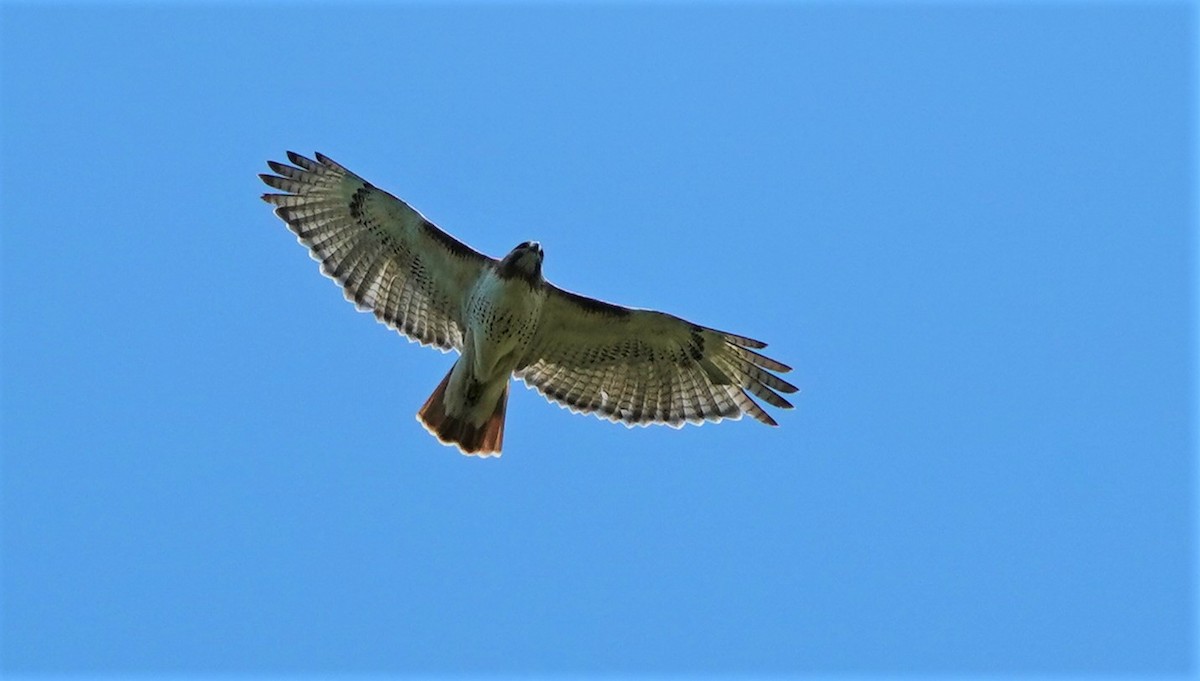 Red-tailed Hawk - ML338429061