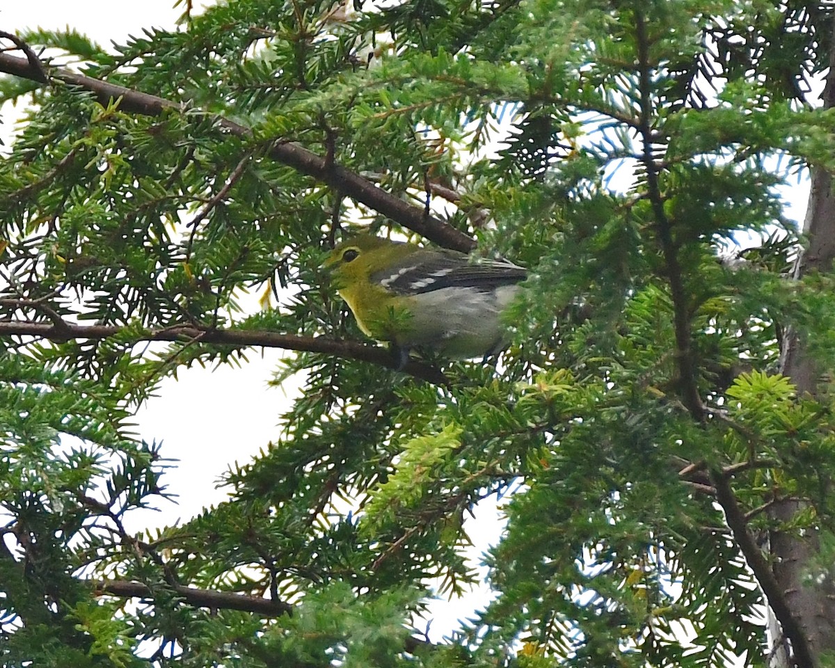 Yellow-throated Vireo - ML33842911