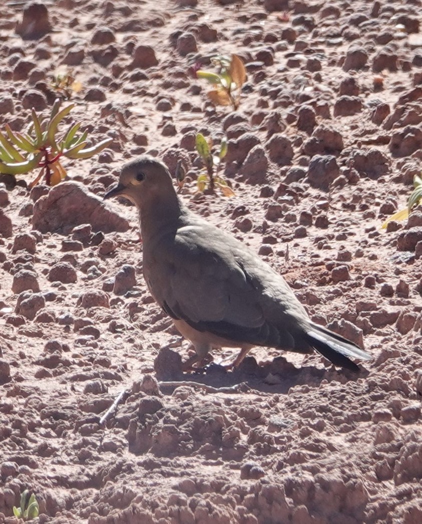 Black-winged Ground Dove - Luciano Mathieu