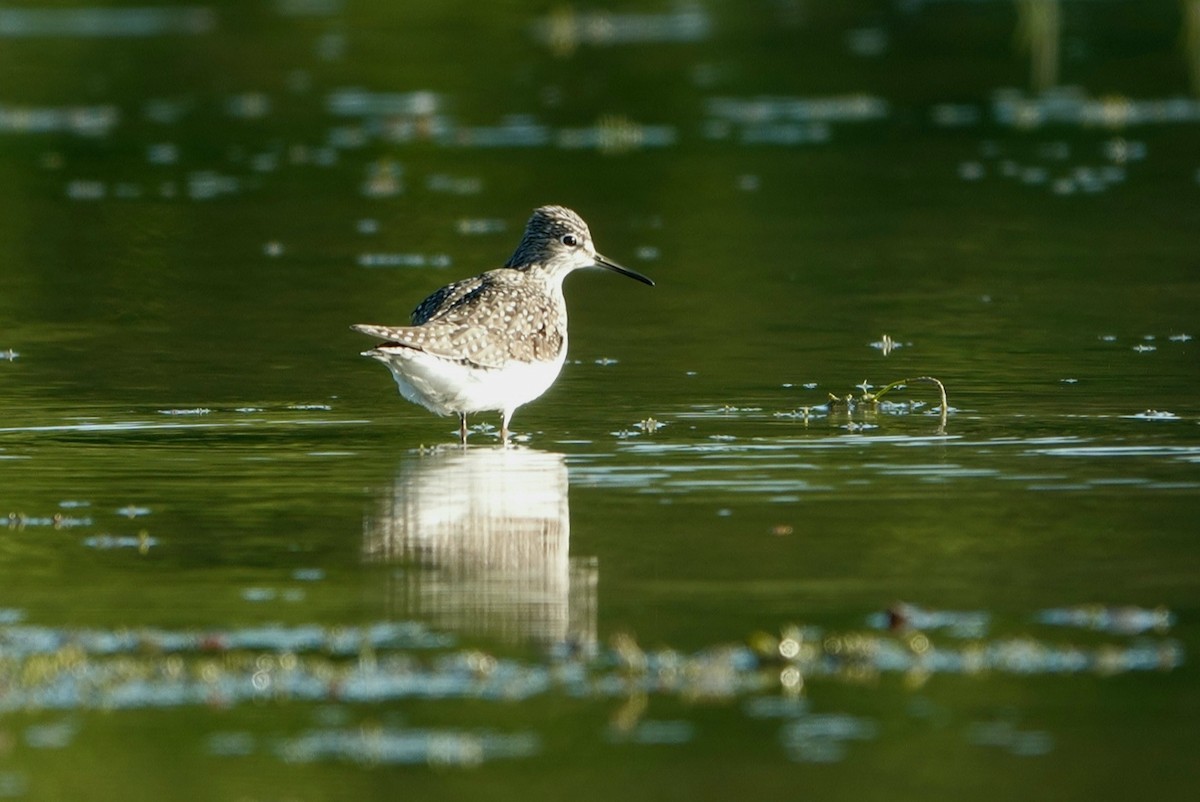 Solitary Sandpiper - ML338429211