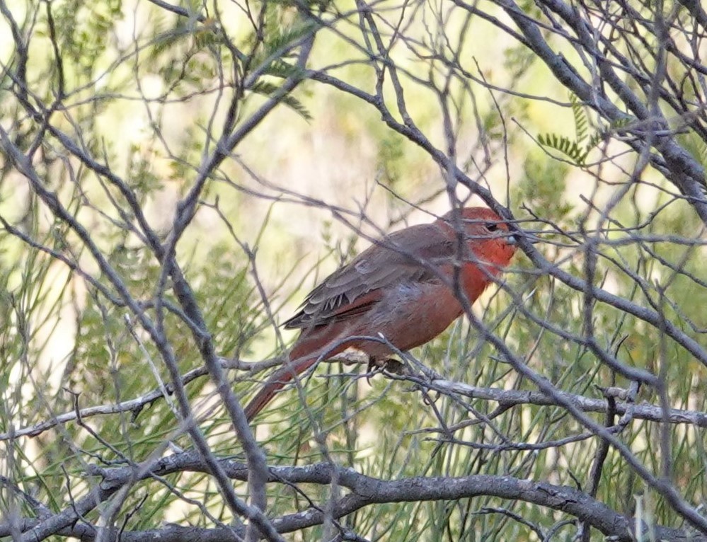 Hepatic Tanager - Luciano Mathieu