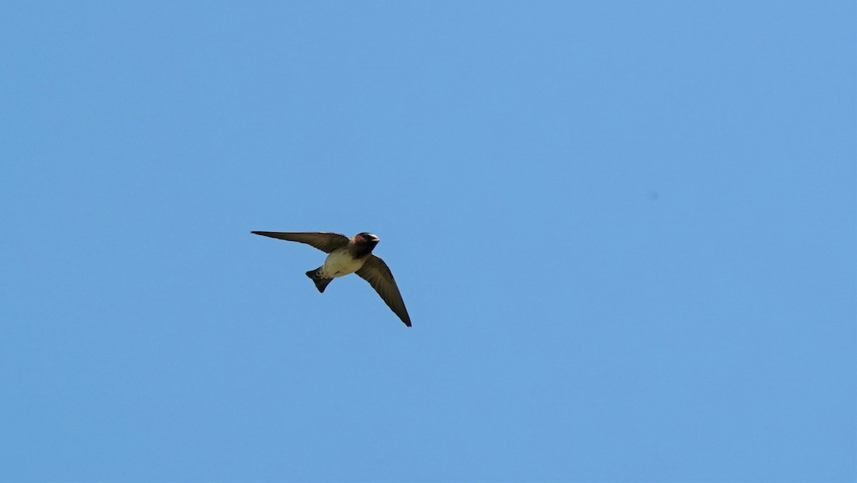 Cliff Swallow - Sunil Thirkannad