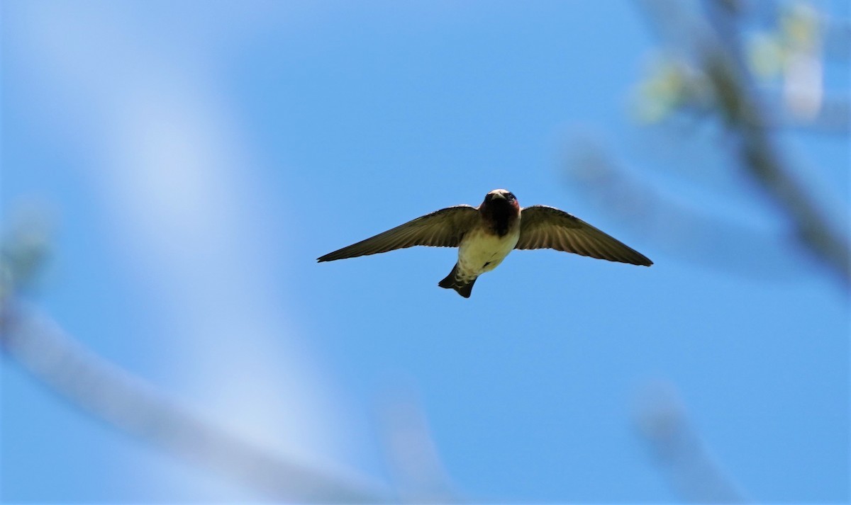 Cliff Swallow - ML338430281